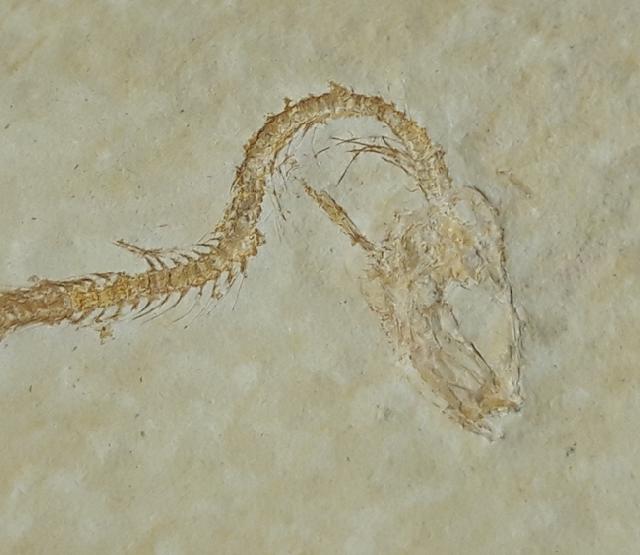 Leptolepides sprattiformis (BLAINVILLE 1818) - Bild © FossNet FossilienStore